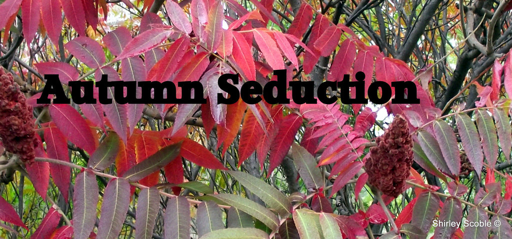 Autumn Seduction